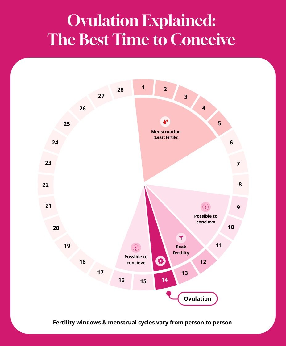 Best time to get pregnant - conceive