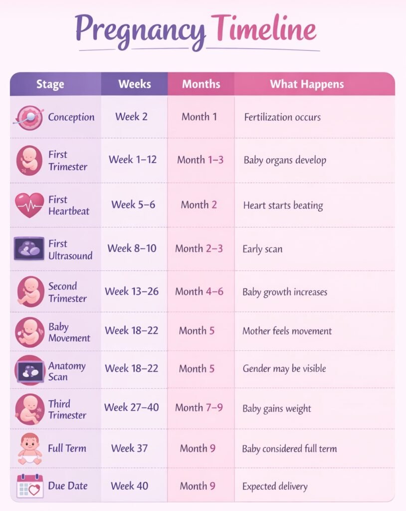 Pregnancy timeline chart showing weeks, months, and key stages from conception to due date with fetal development milestones